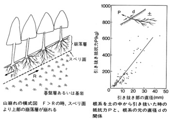 山崩れと木の根.gif