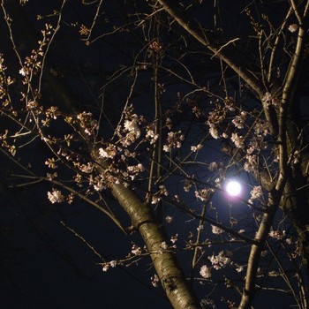 月夜桜.jpg