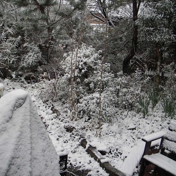 朝から雪.jpg