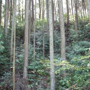 森林調査１.jpg