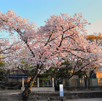 石窯と桜２.jpg