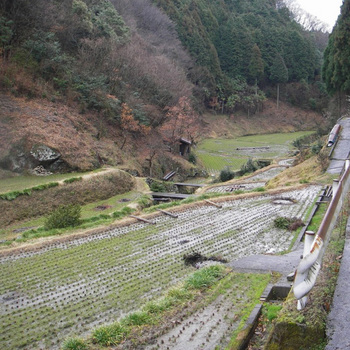 谷間の水田.jpg