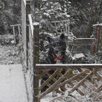 雪の中の犬.jpg
