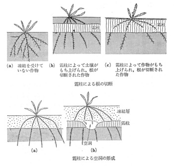 霜柱の被害.jpg